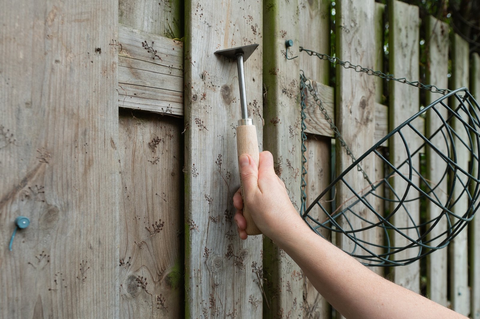 Hand Cleaning Mold Off Wooden Fence